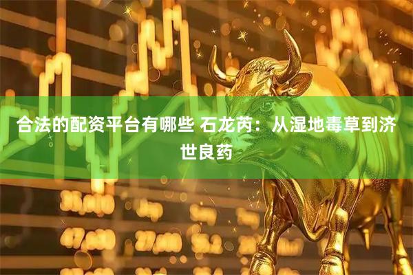 合法的配资平台有哪些 石龙芮：从湿地毒草到济世良药